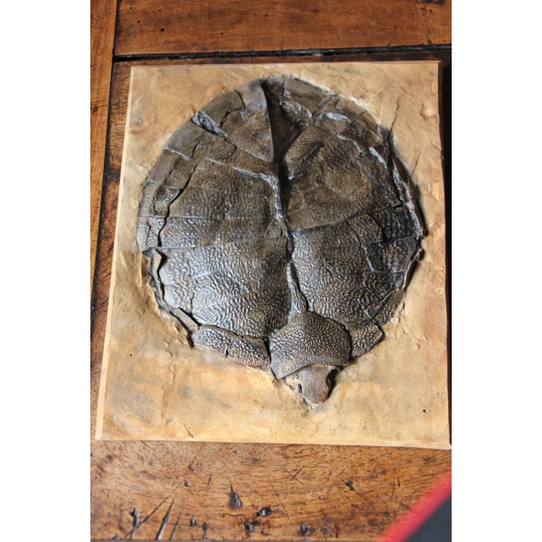 Tortue Primitive  - Allaeochelys