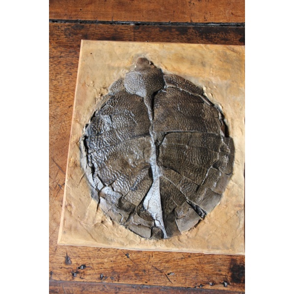 Tortue Primitive  - Allaeochelys - Image 2