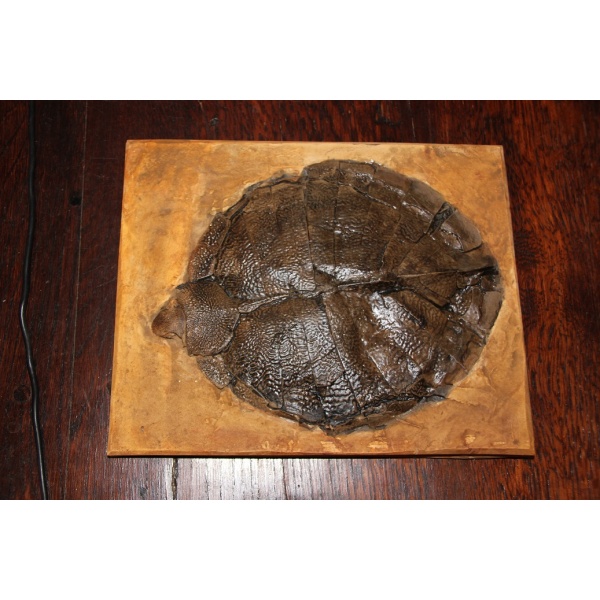 Tortue Primitive  - Allaeochelys - Image 3